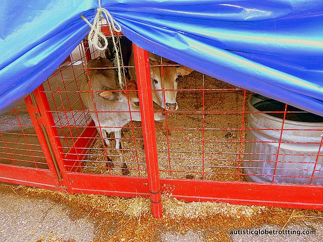 Family Fun at Baraboo’s Circus World Museum goat