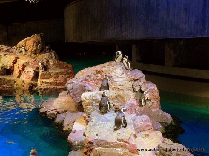 Should Your Family Try the Boston CityPASS? penguin