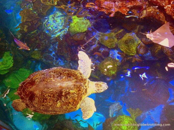 Should Your Family Try the Boston CityPASS? turtle