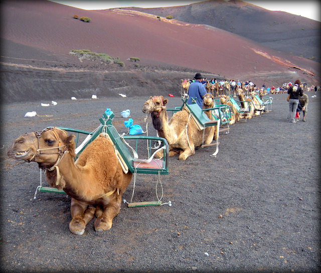 Autisticglobetrotting's Top Ten Unforgettable Animal Encounters camels