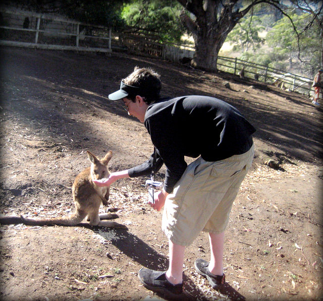 Autisticglobetrotting's Top Ten Unforgettable Animal Encounters kangaroo