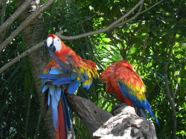 The Autistic Friendly Carnival Legend PARROTS