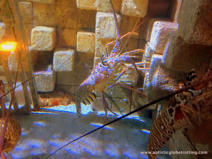 Family Fun at the Atlantis Paradise Island Resort underwater