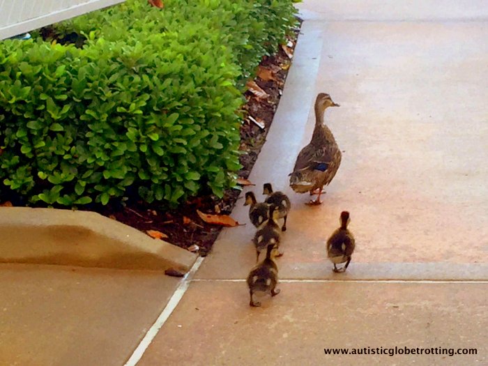 Our Family Stay at Disney's Grand Floridian duck