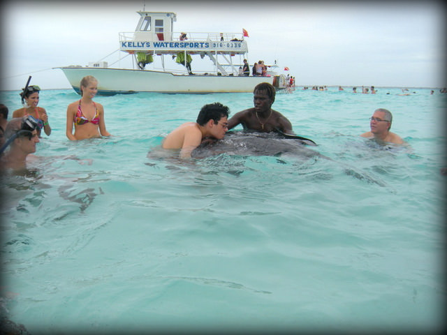 Autisticglobetrotting's Top Ten Unforgettable Animal Encounters caymans