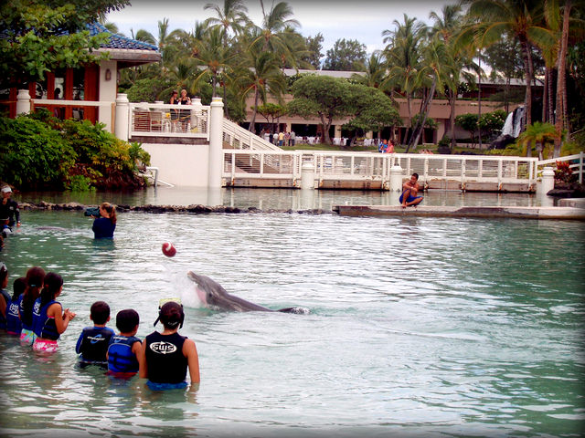 Autisticglobetrotting's Top Ten Unforgettable Animal Encounters dolfins