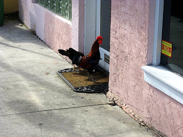 Taking Kids to the Hemingway House Museum rooster