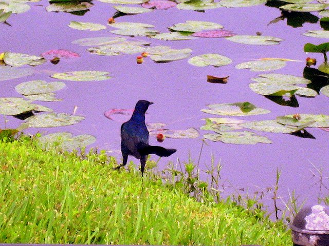 Five Family Friendly Fort Lauderdale Experiences bird