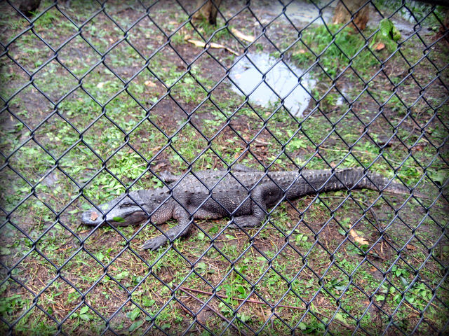 Autisticglobetrotting's Top Ten Unforgettable Animal Encounters crocs