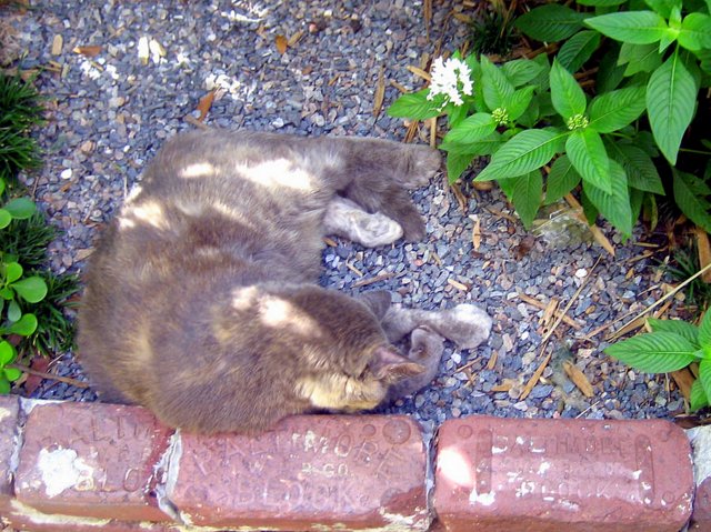 Taking Kids to the Hemingway House Museum cat