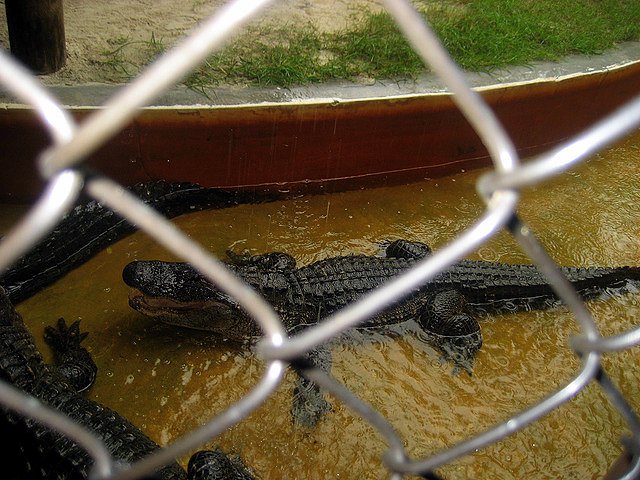 Five Family Friendly Fort Lauderdale Experiences gator