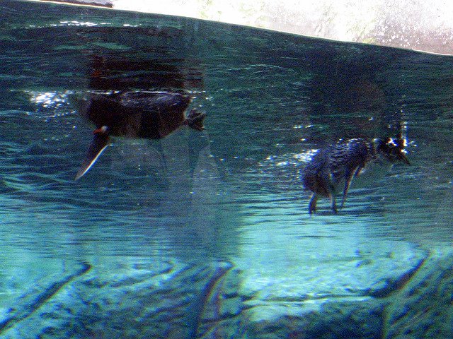 Family Fun at the International Antarctic Centre penguin