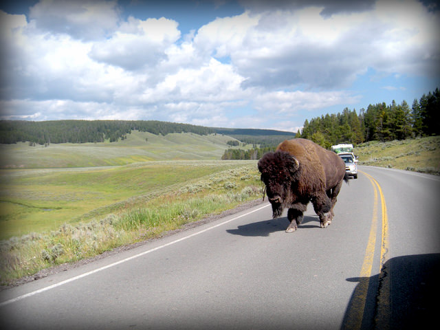 Autisticglobetrotting's Top Ten Unforgettable Animal Encounters buffalo