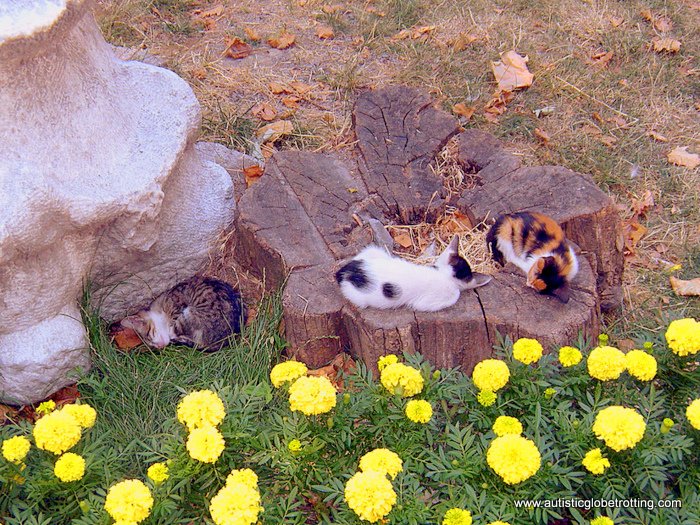 Taking the Family to Istanbul Turkey cat