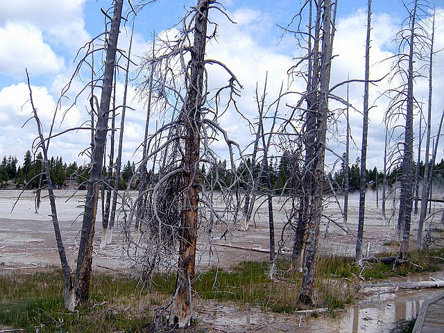 Exploring Yellowstone National Park with Family woods