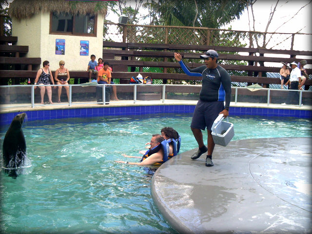 Autisticglobetrotting's Top Ten Unforgettable Animal Encounters sea lions