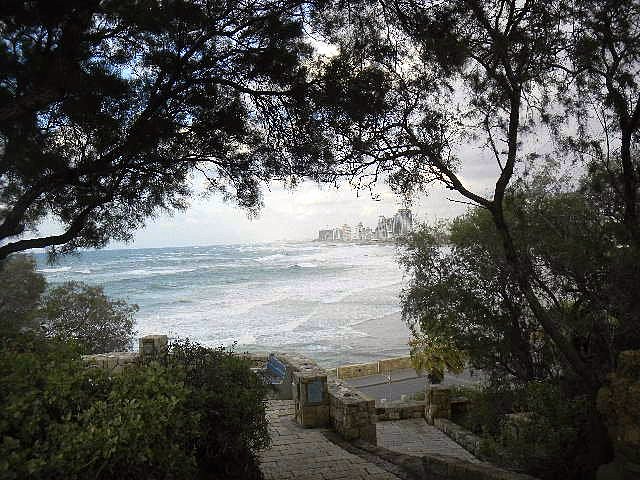Exploring Jaffa Israel with Kids tree