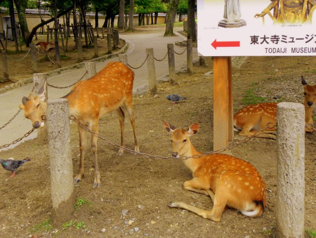 Five Sensory Activities for Families in Kyoto deer