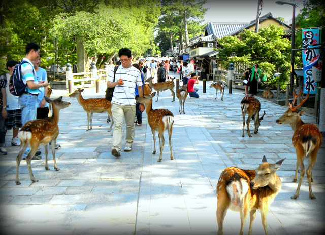 Autisticglobetrotting's Top Ten Unforgettable Animal Encounters deer