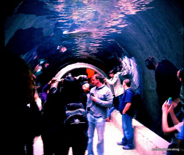 Five Sensory Attractions worth visiting in Dallas shark tubes