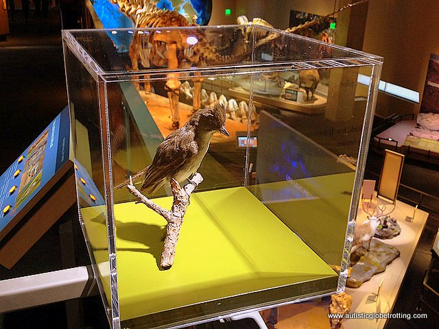 Experiencing Dallas's Perot Museum of Nature and Science with Family bird