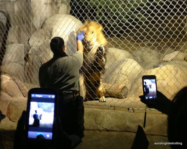 Five Sensory Attractions worth visiting in Dallas lions