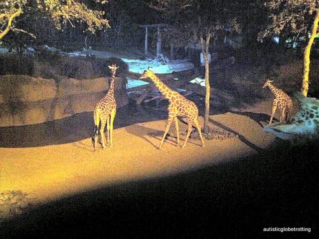 Five Sensory Attractions worth visiting in Dallas giraffes