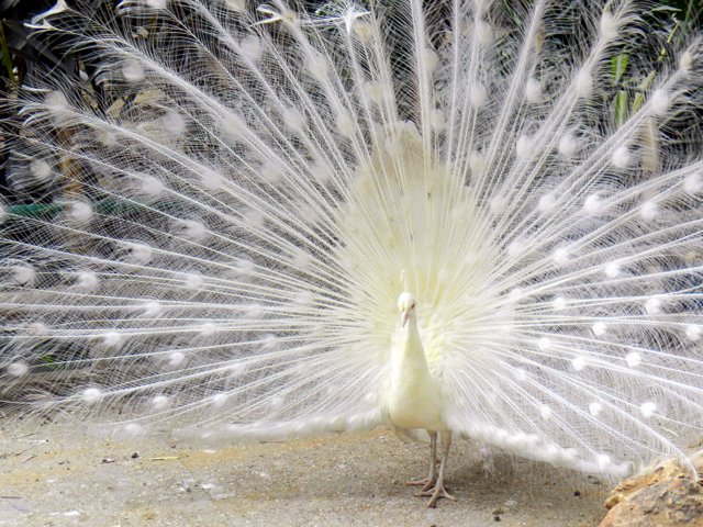 Fifteen Must Do Things with Kids in Tel Aviv bird