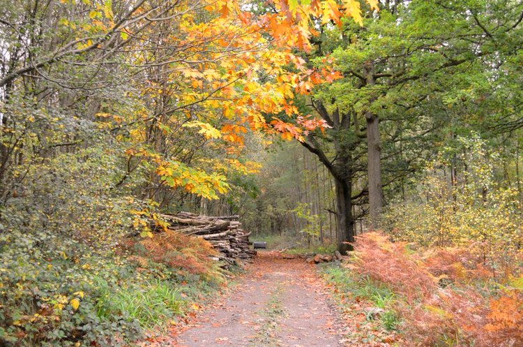 winnie the pooh forest