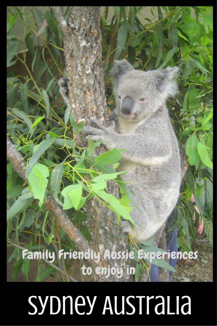 Family Friendly Aussie Experiences to Enjoy in Sydney pin