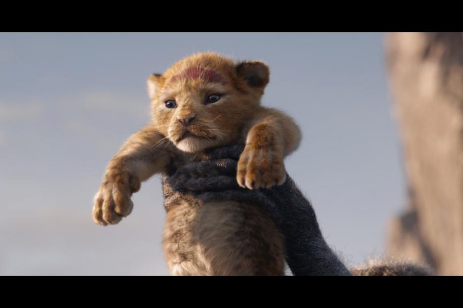 Baby Simba 
