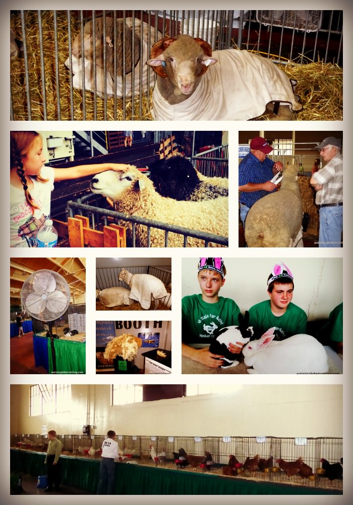Taking your Kids with Autism to the Minnesota State Fair LIVESTOCK