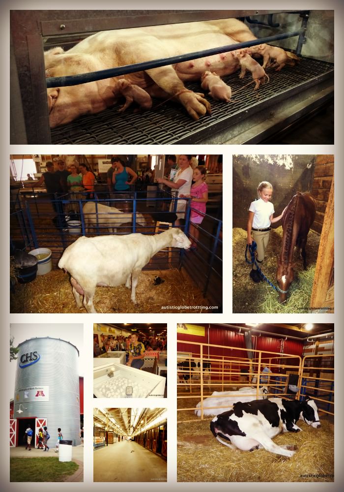 Taking your Kids with Autism to the Minnesota State Fair ANIMALS