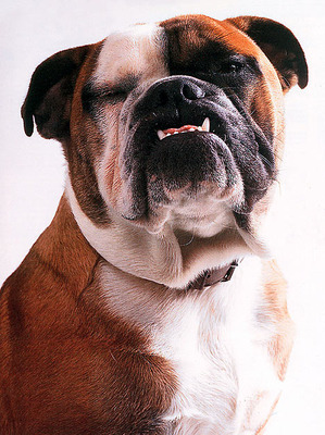 dog