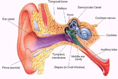 auditory processing