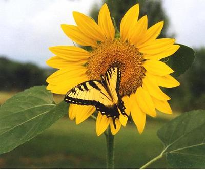 Sunflower