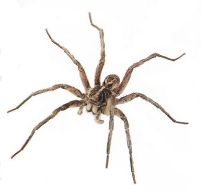 Spider